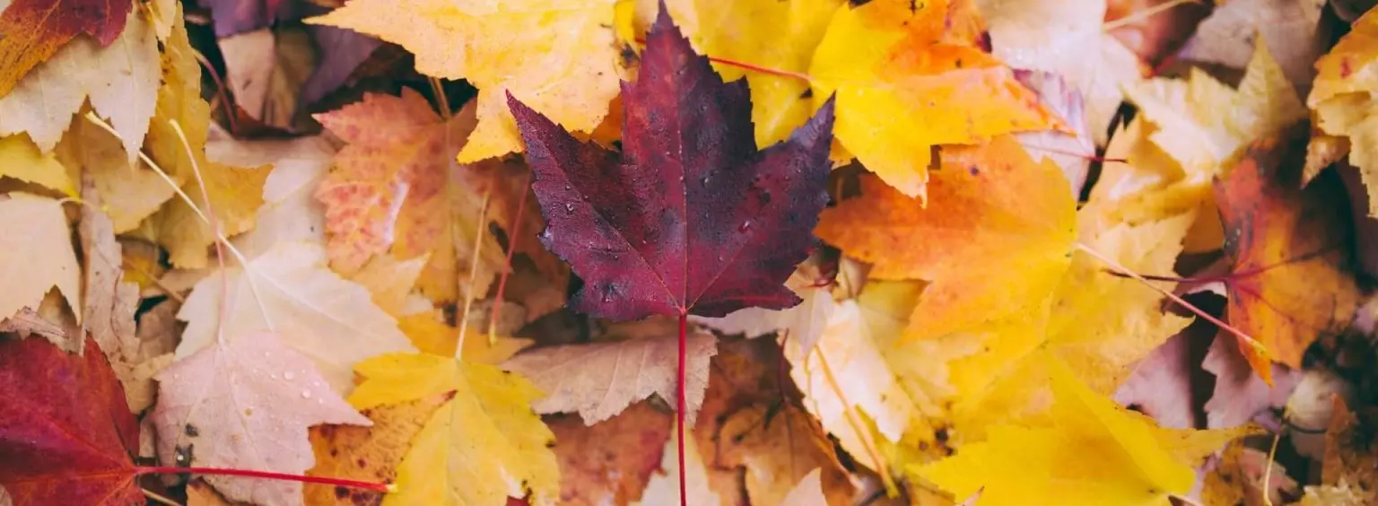 1h8 Unsplash E1636576668204 1536x564 1